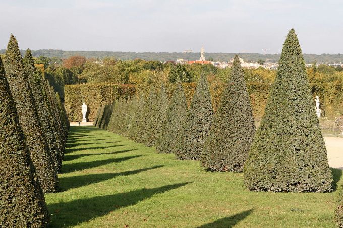 Allée de topiaires coniques, Versailles
