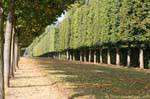 L'allée de Bacchus et de Saturne, Versailles