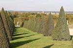 Allée de topiaires coniques, Versailles