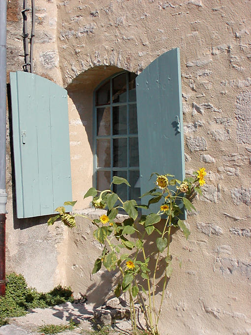 Tournesols dans une rue de Vézelay, France.