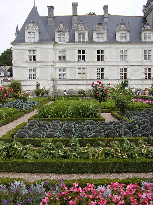 Choux et tomates entre les rosiers, Villandry, France.