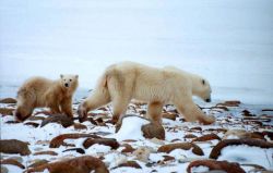 polarbears.jpg