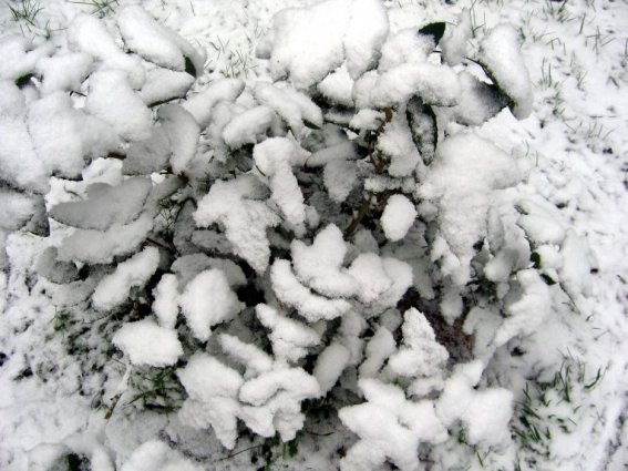 Arbuste sous la neige en Picardie (11/2005)
Neige de novembre 2005
Mots-clés: Picardie