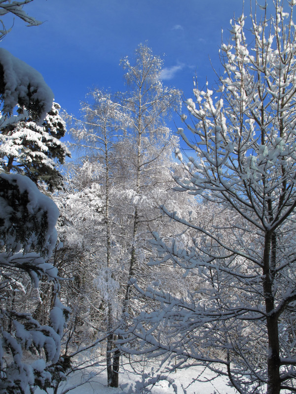 Ambiance hivernale.
Cette année on a eu droit souvent à cette belle ambiance.
