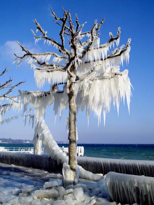 Cet arbre s'est chargé de glace lors d'une très grosse Bise l'hiver dernier. Léman Suisse
Mots-clés: arbre gele