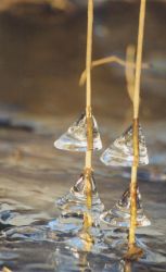 goutte gelée1 copie~0.jpg