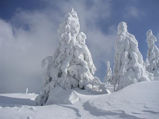 Sapins figés en contrée vosgienne, Vosges, France
Le temps semble s'etre arrêté sur ces sapins
Mots-clés: Vosges