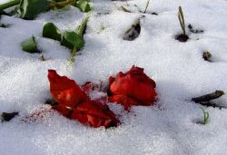 rose-neige.jpg