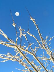 lune-a-travers-branches.jpg