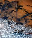 Cristaux de glace formés dans un ruisseau dans le sud de la France. Lubéron
Cristaux
Mots-clés: Lubéron Provence