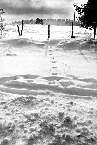 Traces de lièvre dans la neige, Jura Suisse
Jura suisse. 
Mots-clés: neige traces lièvre
