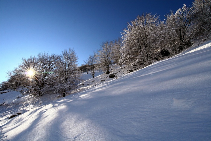 Lisière de la forêt aux abords du col d'Ispéguy en Basse-Navarre
 (Pyrénées-atlantiques)
Mots-clés: forêt neige contre-jour matin arbres