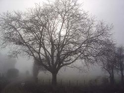 brouillard1.jpg