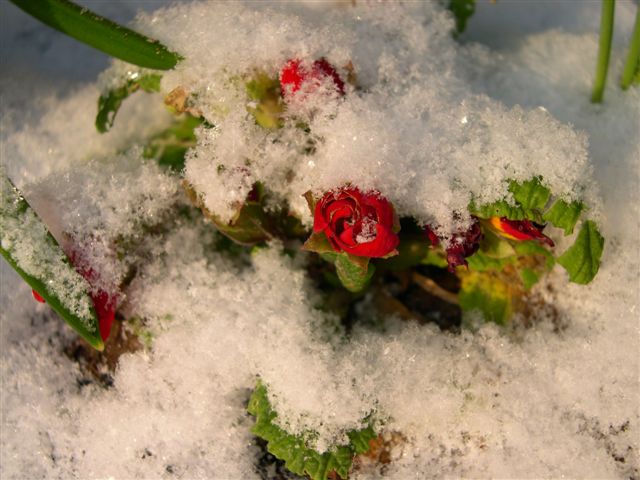 Fleur sous la neige à Conflans en région parisienne
Mots-clés: conflans