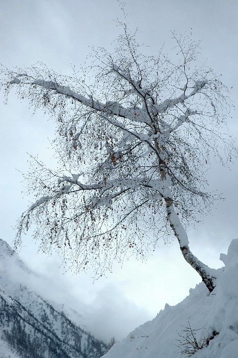 L'arbre qui danse sur la pente
Mots-clés: arbre
