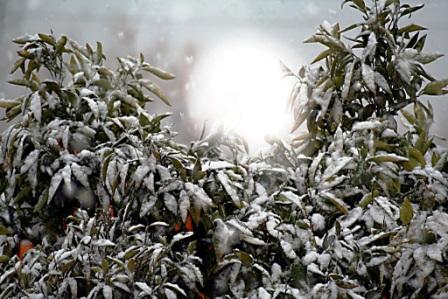 Sol, Neve e Laranjas
Mots-clés: neve