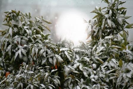Neve e Sol :: Laranjeira
Laranjeira com neve e sol
Mots-clés: neve