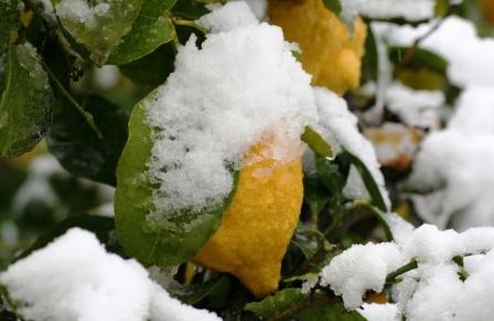 Limões com neve...
