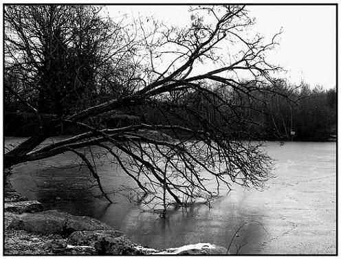 Lac gelé à Cesson la forêt
Un arbre couché sur le lac gelé en hiver. On peut y voir des traces d'oiseaux à la surface verglacée
Mots-clés: Cesson-la-forêt