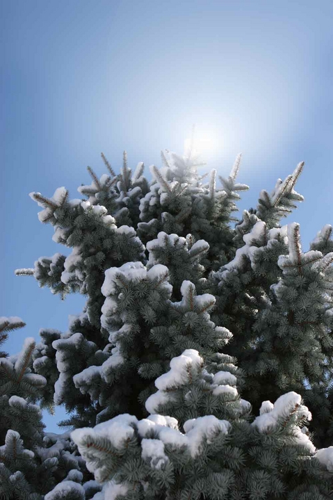 SaPiN :: Vert-Saint-Denis. Après la neige, le beau temps
Mots-clés: Vert-Saint-Denis