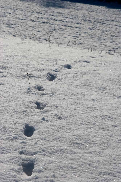 Traces dans la neige :: Vert-Saint-Denis
Traces dans la neige
Mots-clés: Vert-Saint-Denis