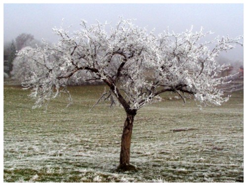 Fleur de neiges sur fruitier
