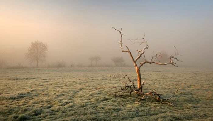 Solitaire, Arbre mort recouvert par le givre - Amiens Picardie
Mots-clés: Amiens Picardie
