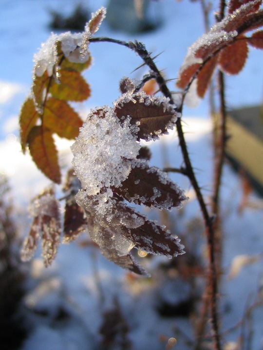 Ecrin de givre pour la plante
