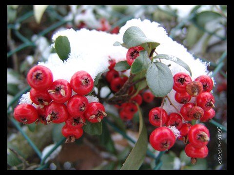 Baies rouges enneigées
baies enneigées
Mots-clés: baies neige rouge hiver