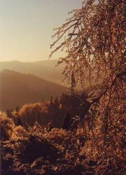 IMAGE0004.JPG