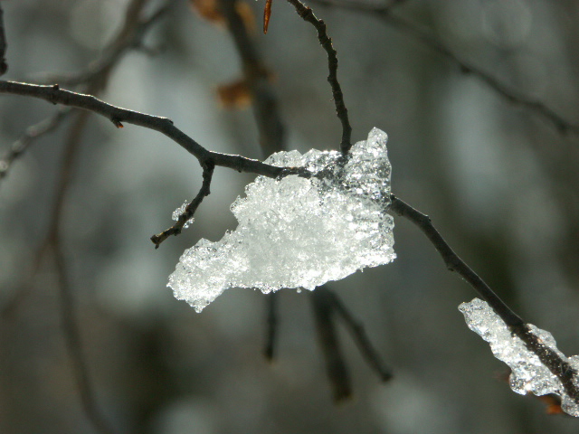 Glaçon dans les bois :: Haut-Jura
Image prise dans le Haut Jura pendant la fonte des neiges 
Mots-clés: Haut-Jura