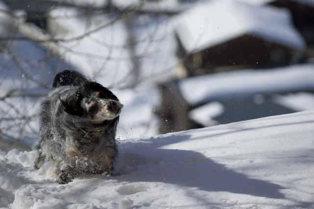 La neige c'est froid :: chien
Mots-clés: chien