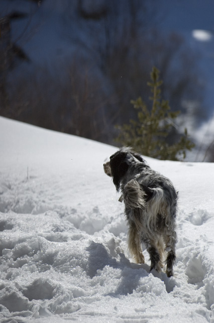 Le départ du chien
Mots-clés: chien
