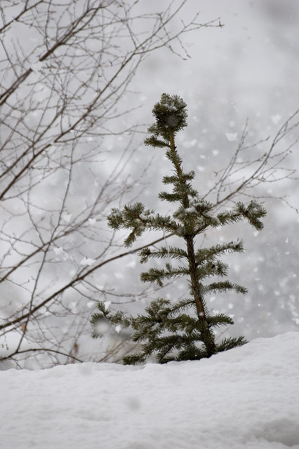 Jeune sapin sortant de la neige
