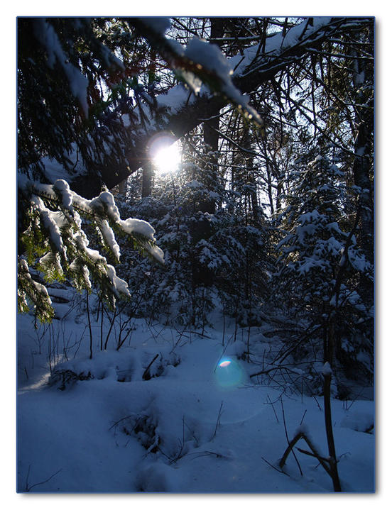 Le sous-bois. Le soleil à travers les branches, Québec, Canada
Mots-clés: Canada Québec hiver forêt