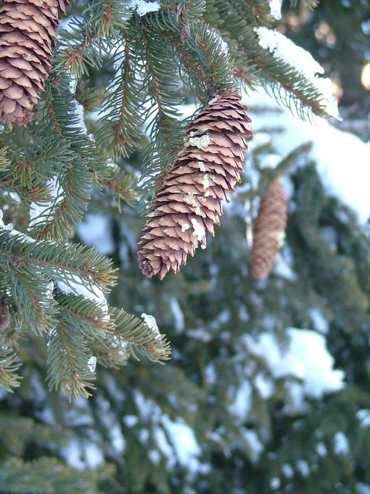 Classique pives de sapin, manque une boule rouge ou une bougie!
Mots-clés: arbre Noël neige