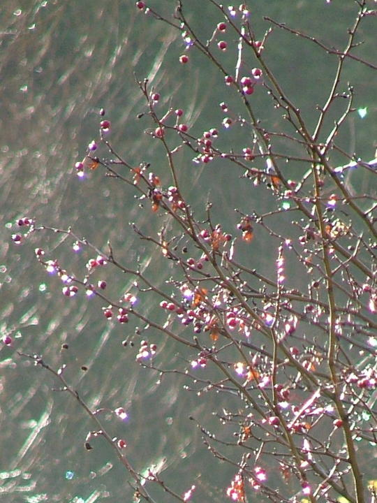 Fruits givrées d'aubépine
branches d'aubépine avec ses baies; le givre fait loupe ou renvoie la lumière en étoiles
quel plaisir de se promener avec son appareil photo les matins d'hiver
Mots-clés: givre plaisir matins hiver