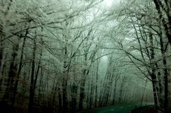 1_Cauchebrais_De_IceTree.jpg