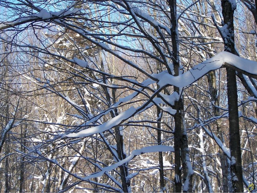 touche enneigée
Dans une forêt à Québec, le 13 février 2008. Un beau cadeau du ciel qui laisse une touche enneigée
Mots-clés: branche neige forêt québec