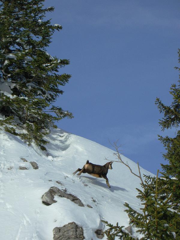 Chamois à La Dôle dans le Jura suisse
Vers La Dôle dans le Jura suisse nous avons la chance d'avoir un joli troupeau de chamois pas trop farouche.

