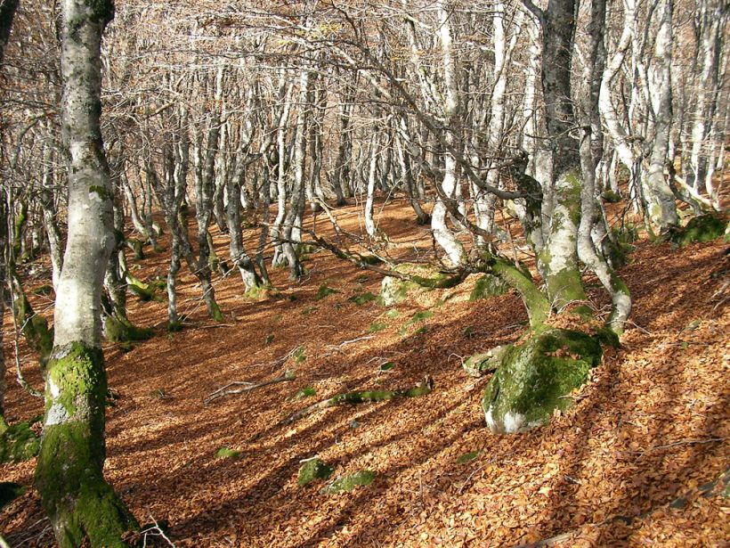 La forêt enchantée Plomb du Cantal
Des arbres tortueux pour une forêt magique sous la lumière de l'automne. Au Plomb du Cantal, en Auvergne.
Mots-clés: Auvergne Cantal plomb forêt bois automne feuilles mortes