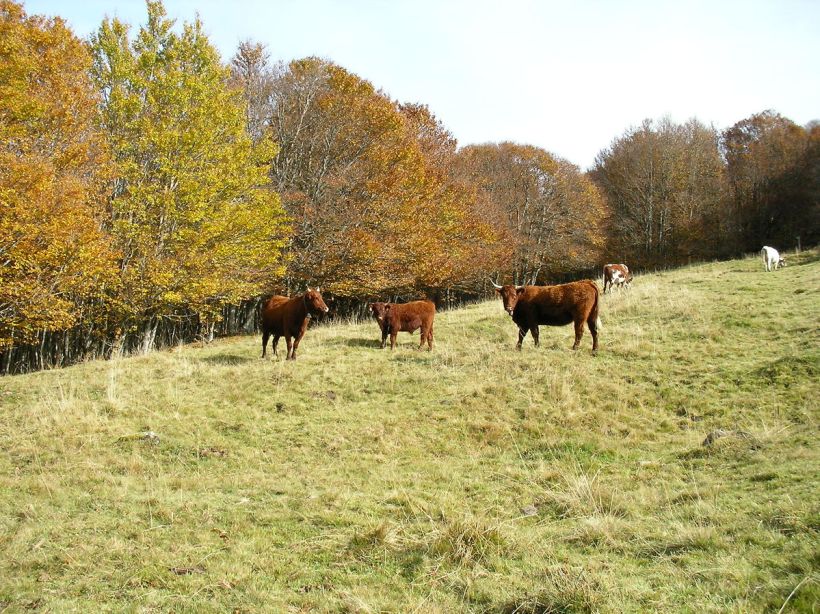 Les vaches d'automne, Plomb du Cantal
Ã€ l'automne, le plomb du Cantal est coloré à merveille grâce aux feuilles d'arbres... mais aussi aux vaches délicieusement rousses. Meuh !
Mots-clés: vaches arbre Cantal plomb automne feuilles couleurs