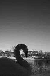 cygne__2.jpg