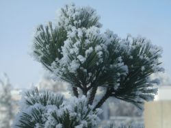 yverdon_hiver_janvier_2009_033.JPG