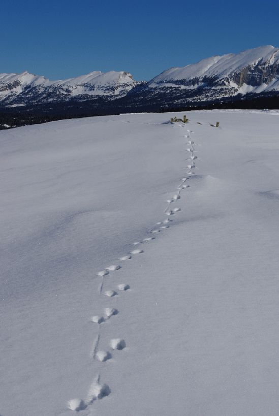 A pas de renard dans la neige
De petites traces d'une vie animale sur ce sol désertique

