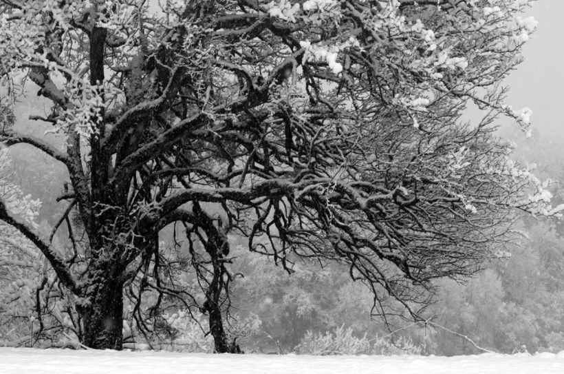 Arbre séculaire vers Arthaz, Haute Savoie
photo prise le 8 février 2009 près de Arthaz, Haute-Savoie
Mots-clés: Haute-Savoie