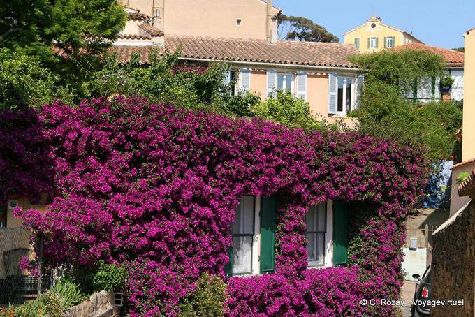 Bormes-les-Mimosas, bougainvillier sur façade, Provence, France