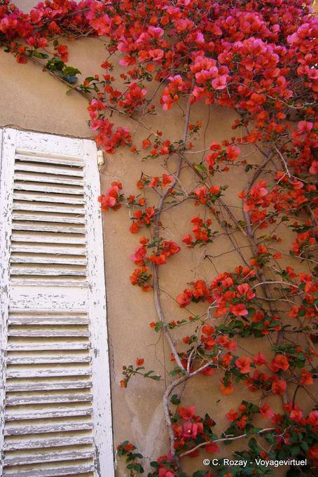 Ramatuelle, impression provençale, bougainvillée rouge sur ocre de mur, Provence, France