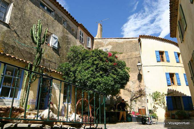 Ramatuelle, cactus chez le fleuriste, Provence, France