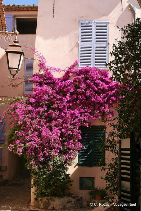 Ramatuelle, bougainvillée en floraison, Provence, France
